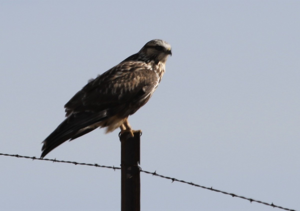 Rough-legged Hawk - Melinda  Berger