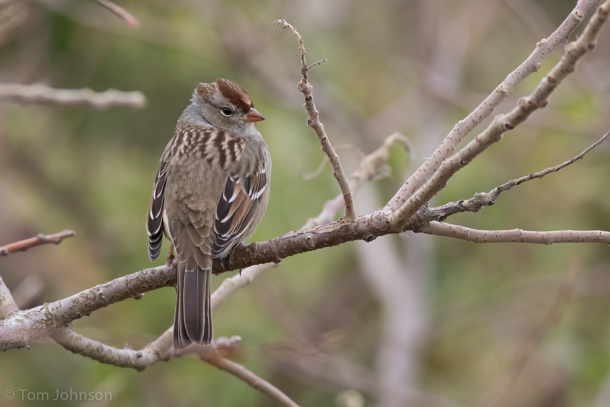 White-crowned Sparrow - ML127031151