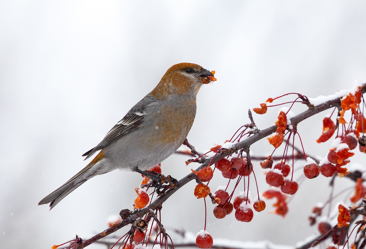 Pine Grosbeak - ML127032761