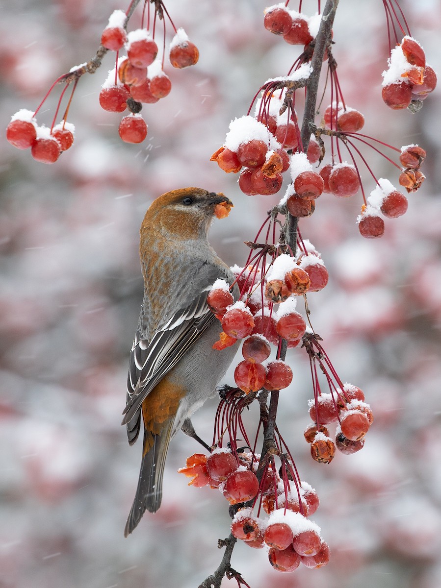 Pine Grosbeak - ML127032771