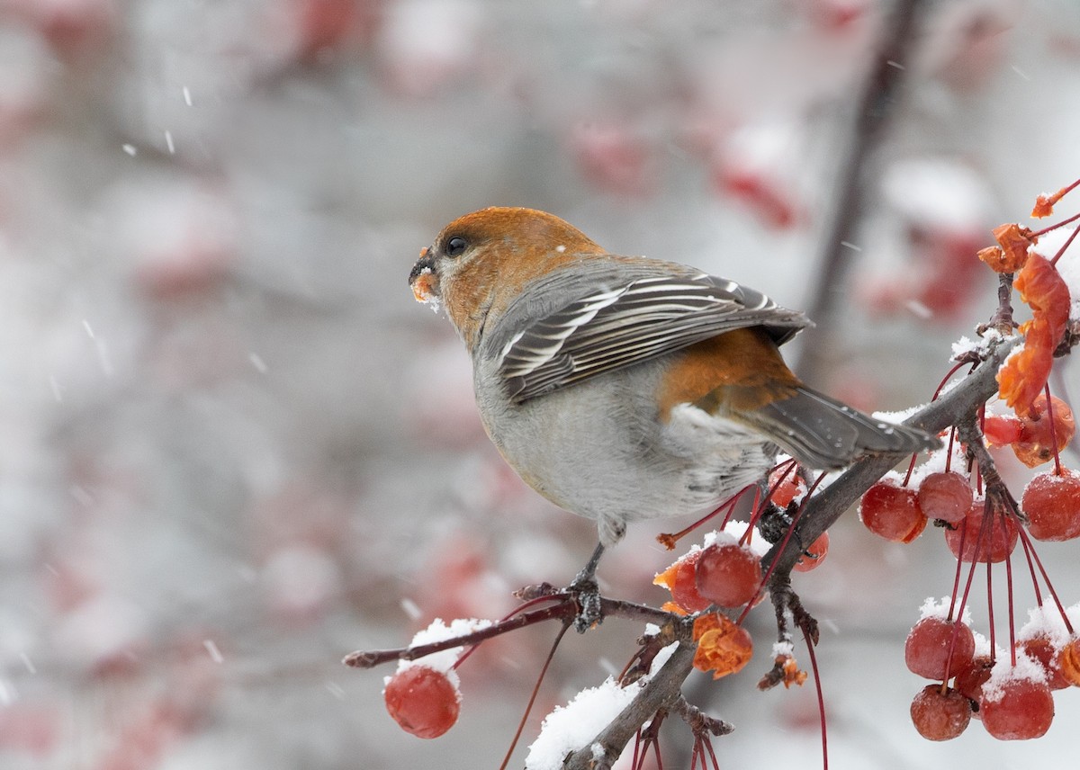 Pine Grosbeak - ML127032791