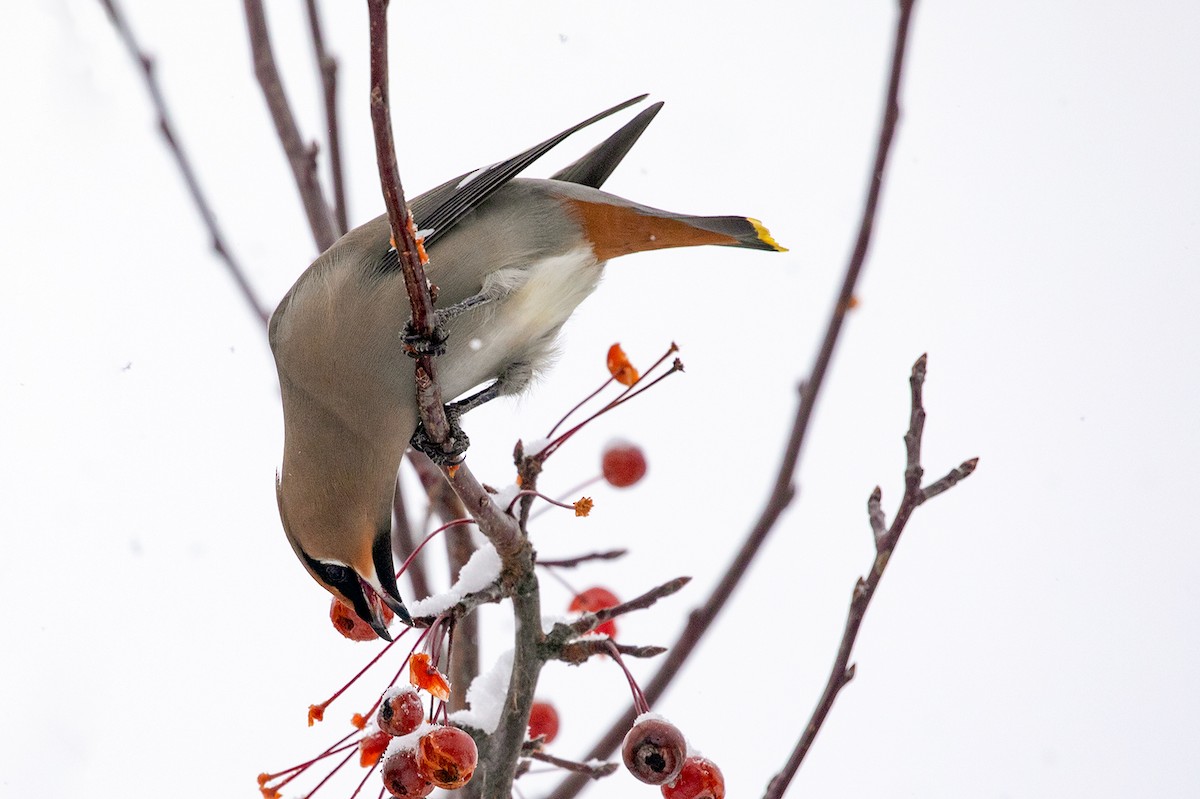 Bohemian Waxwing - ML127032981