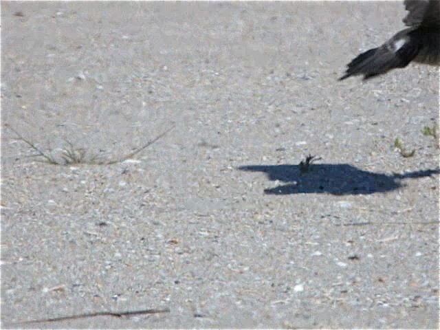 Long-tailed Jaeger - ML127038581