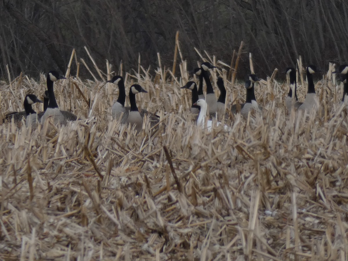 Ross's Goose - ML127038781