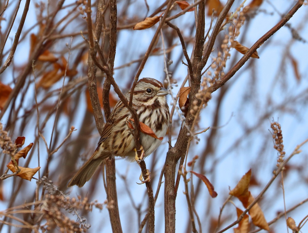 Song Sparrow - ML127039361