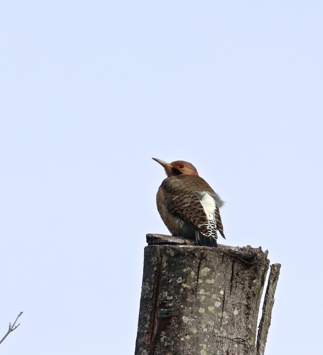 gullspett (auratus/luteus) - ML127039411