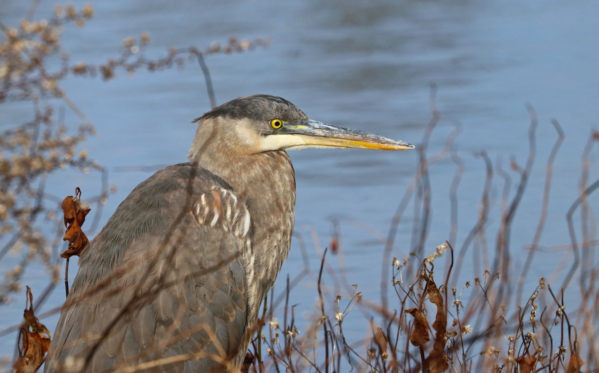 Great Blue Heron (Great Blue) - ML127039521