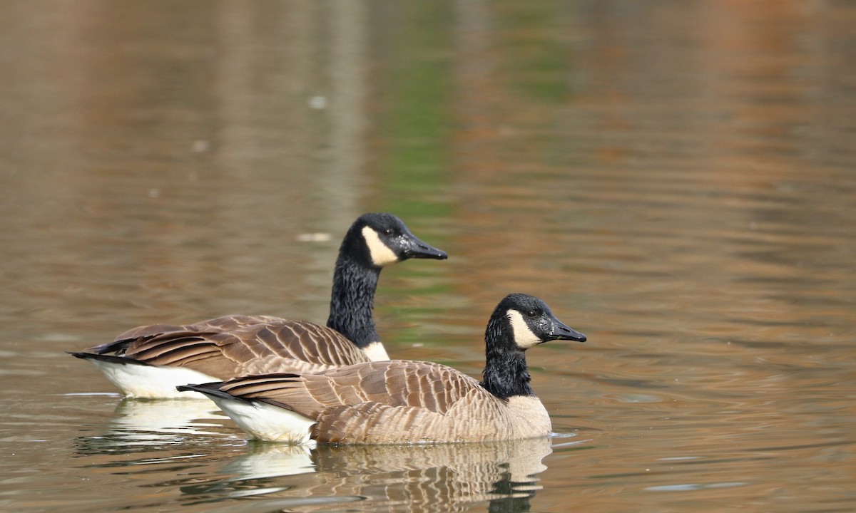 Canada Goose - Drew Chaney