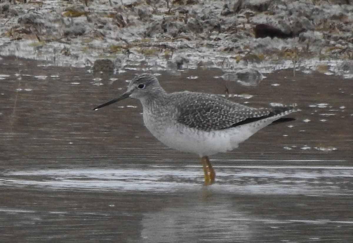 Greater Yellowlegs - Pamela Goolsby