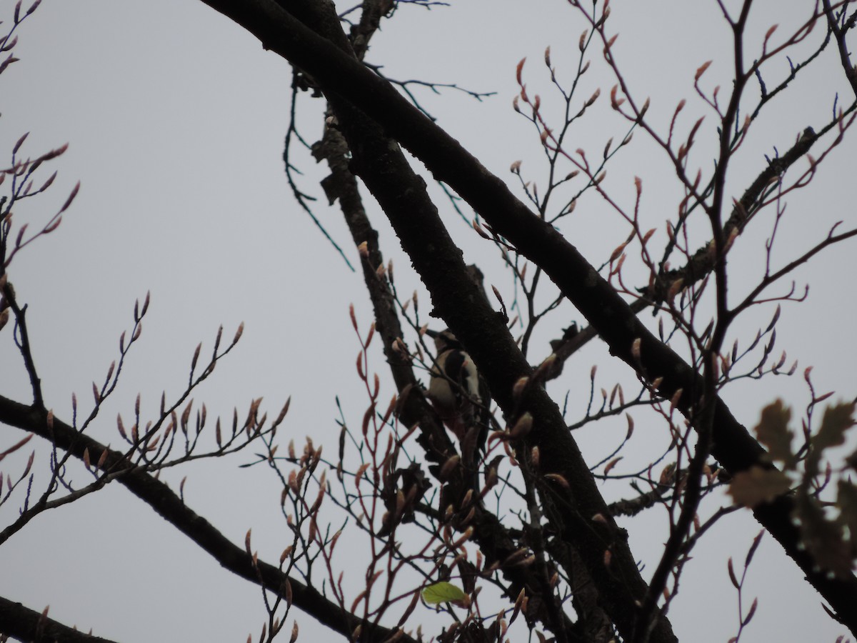 Great Spotted Woodpecker - ML127043111