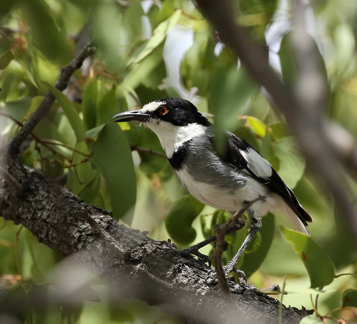 White-tailed Shrike - ML127043491