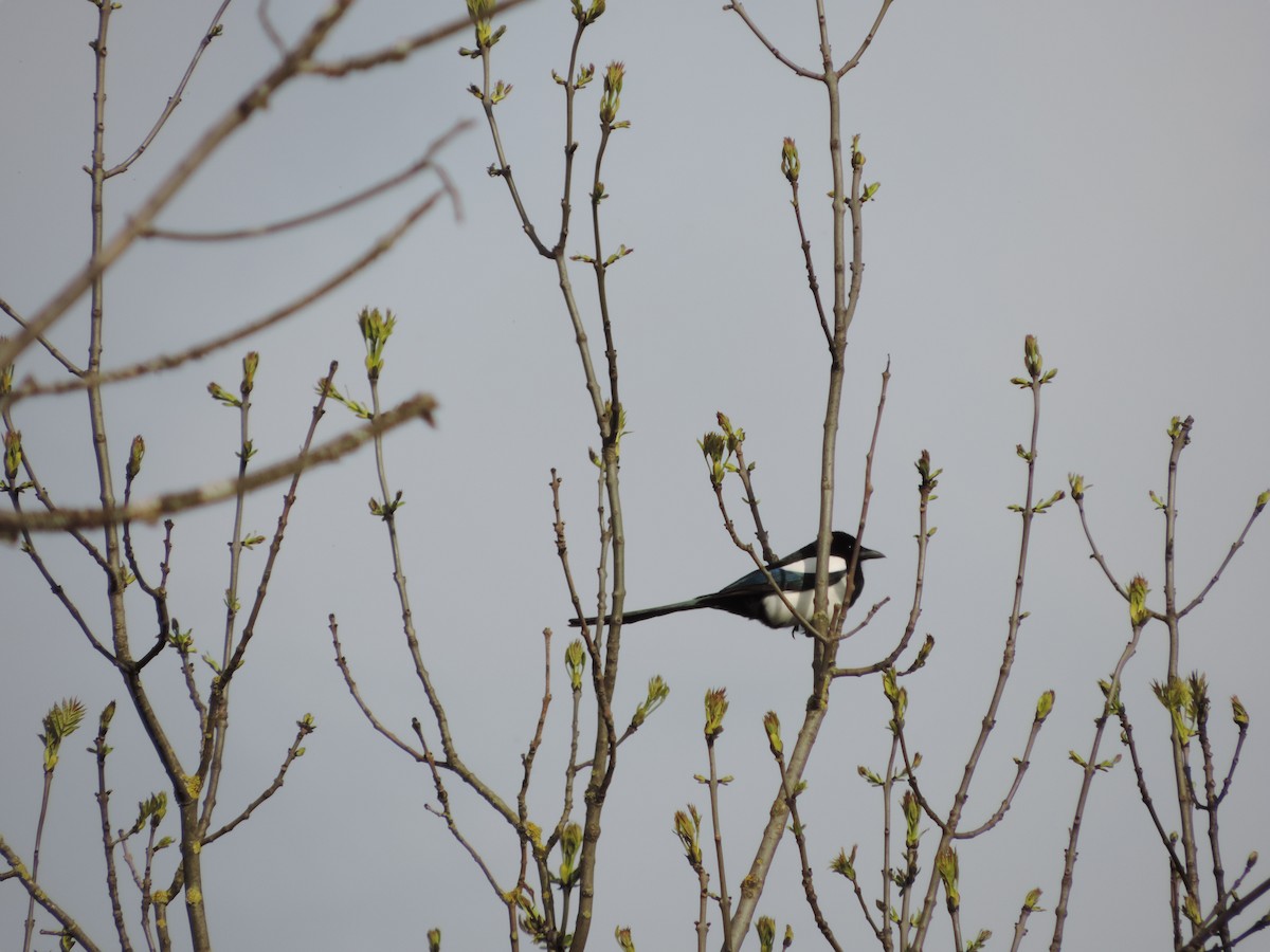 Eurasian Magpie - ML127043551