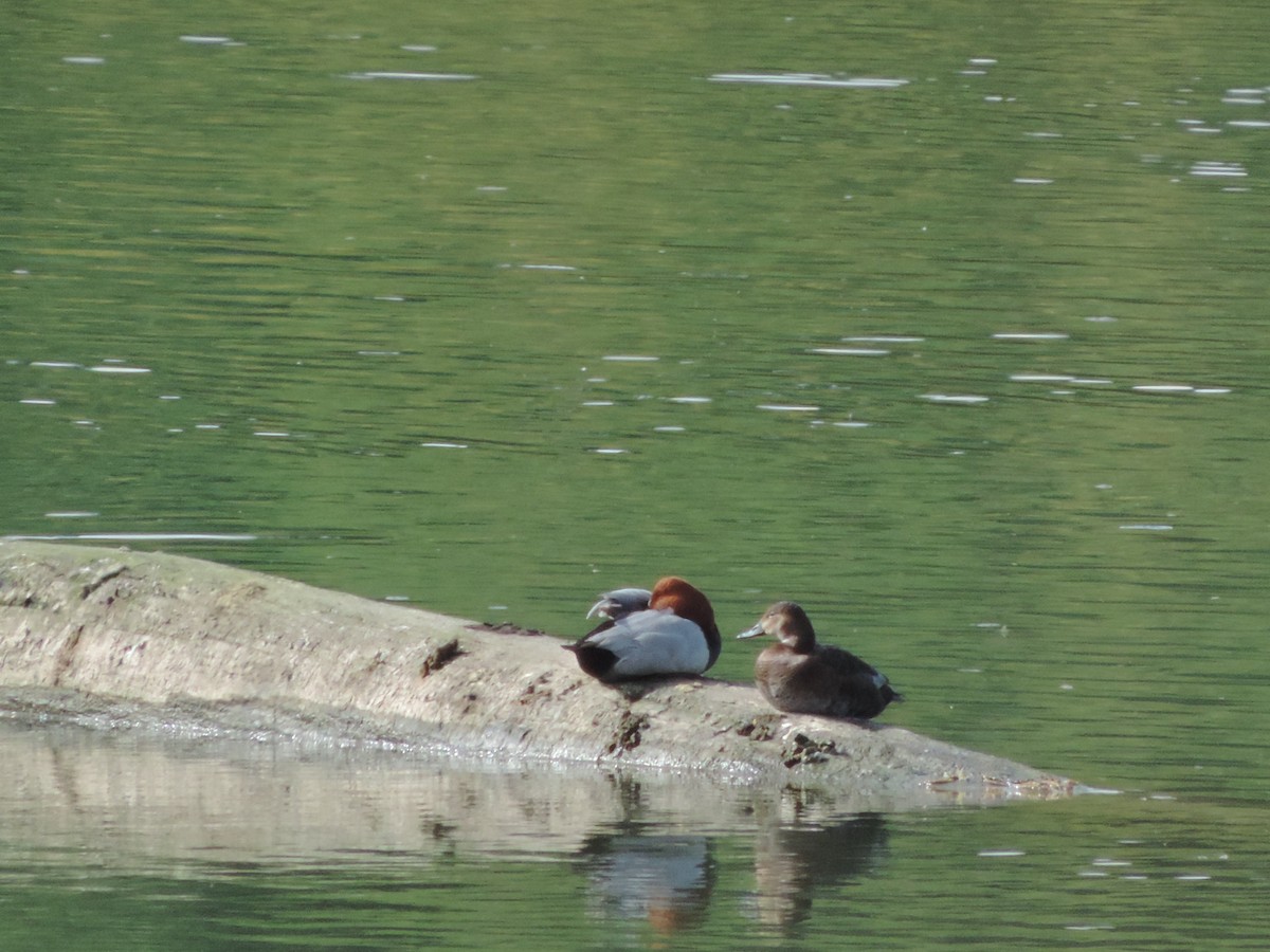 Common Pochard - Kurt Schwarz