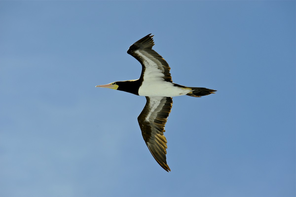 Brown Booby - ML127045661