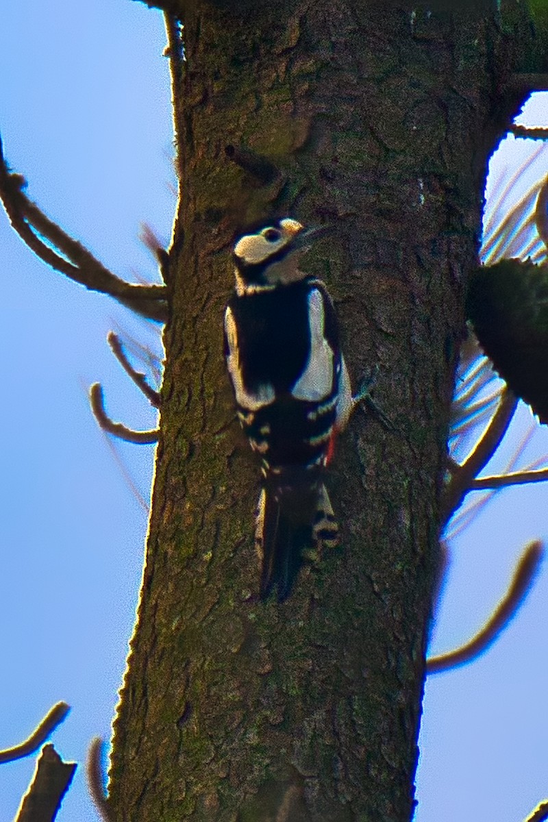 Great Spotted Woodpecker - ML127046221
