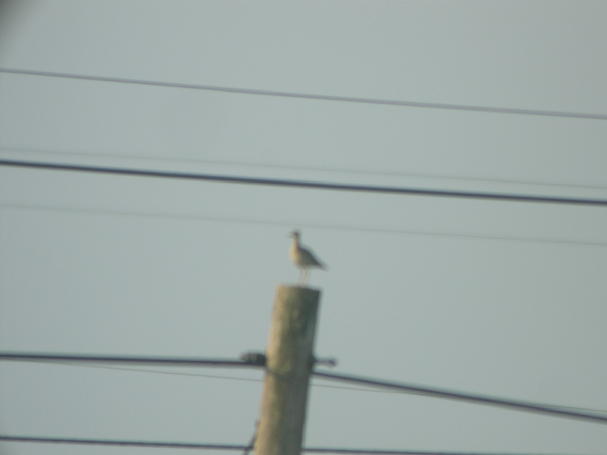 Upland Sandpiper - Kurt Schwarz