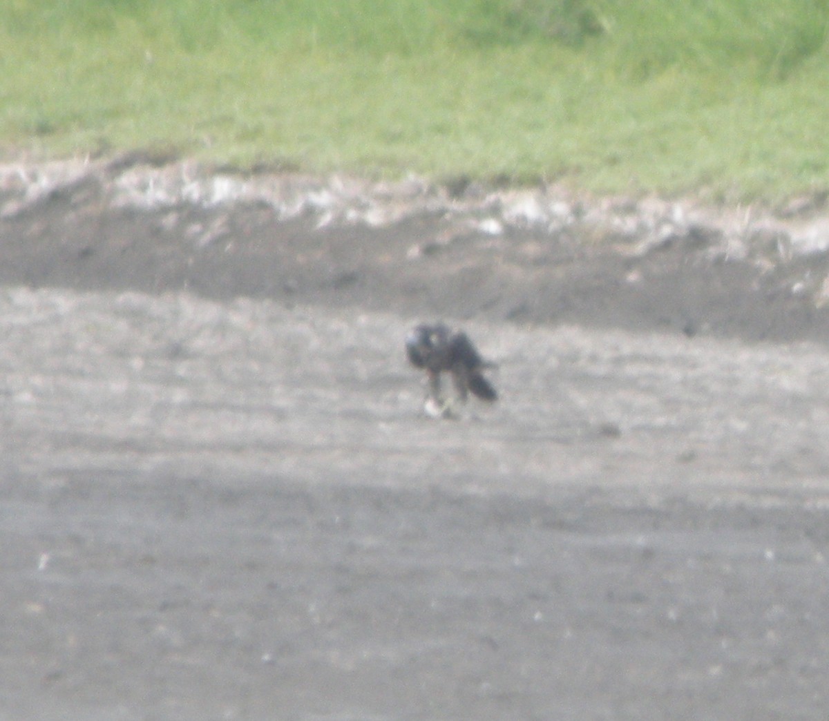 Peregrine Falcon - Kurt Schwarz