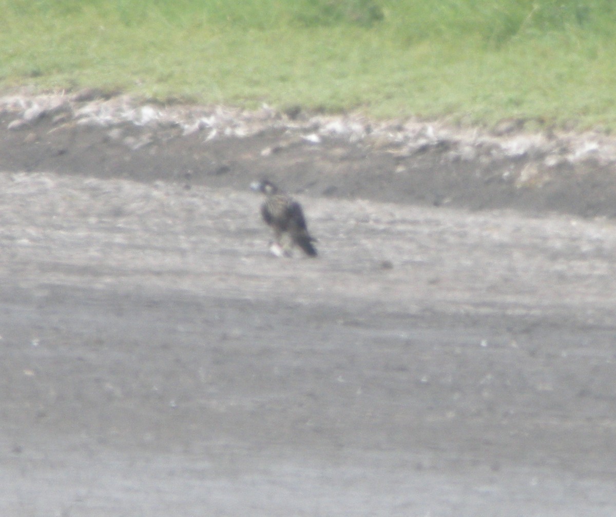 Peregrine Falcon - Kurt Schwarz