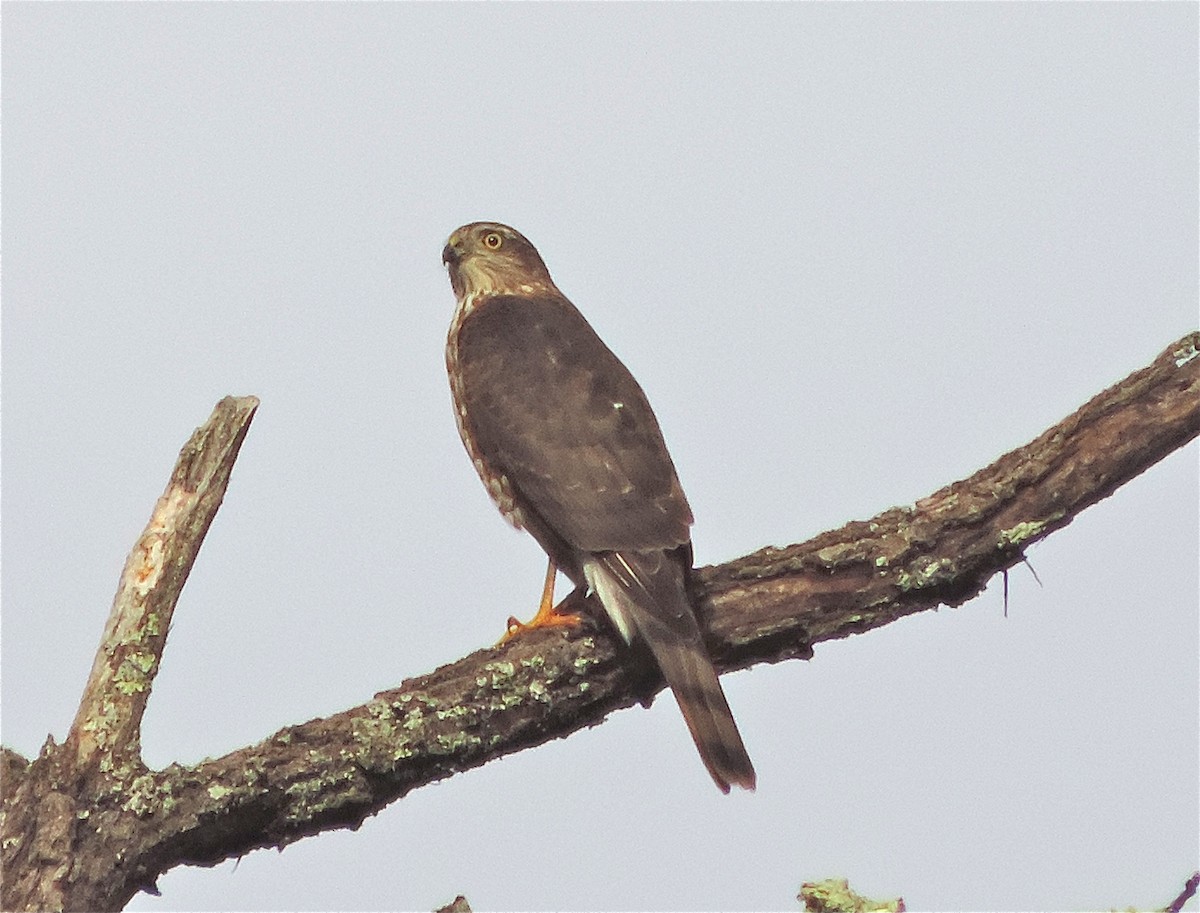 Sharp-shinned Hawk - Kurt Schwarz