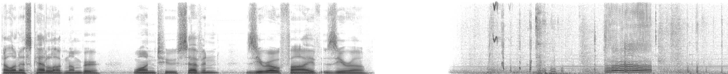 Eastern Gray Squirrel - ML127050