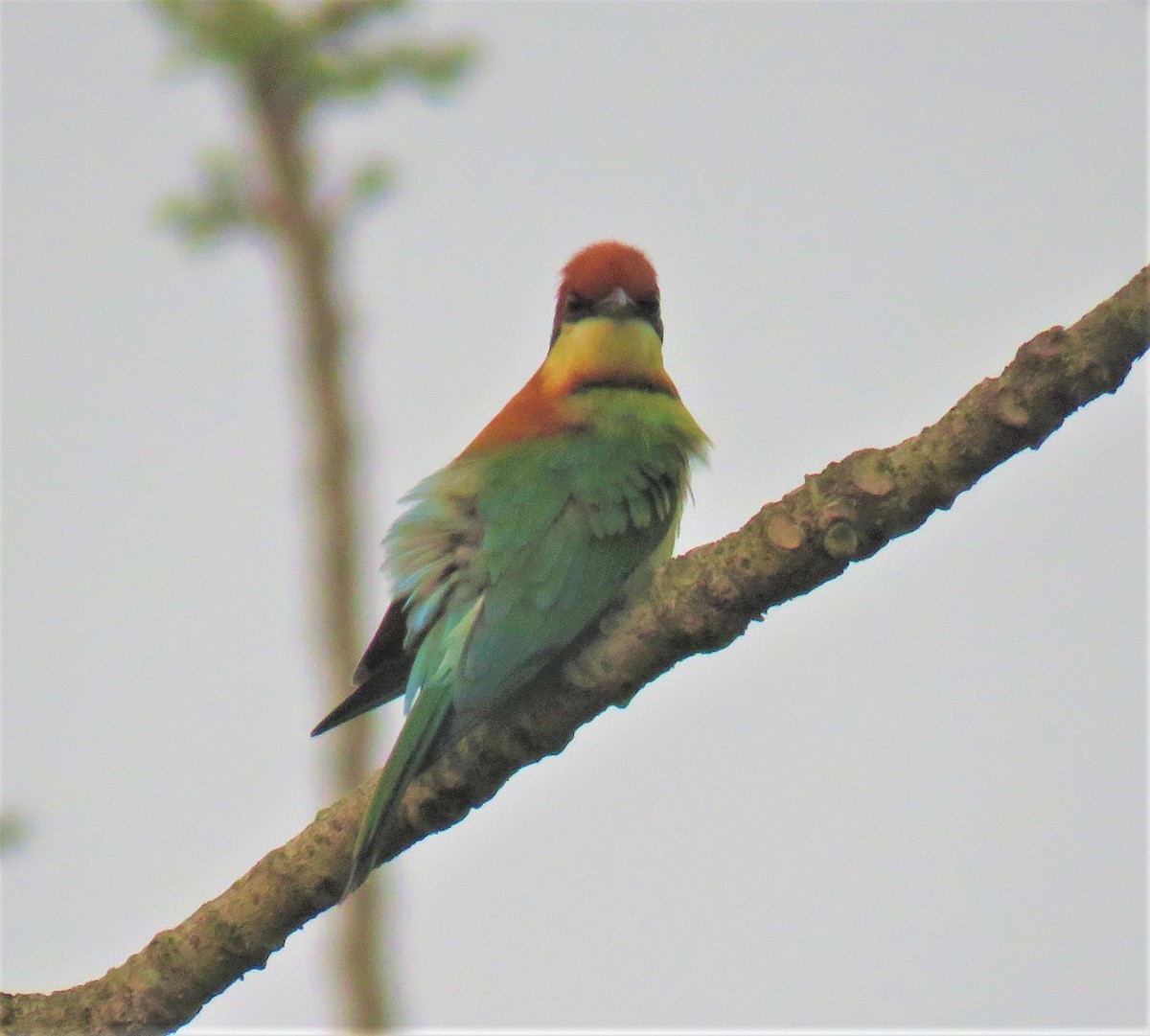 Chestnut-headed Bee-eater - Michel Turcot