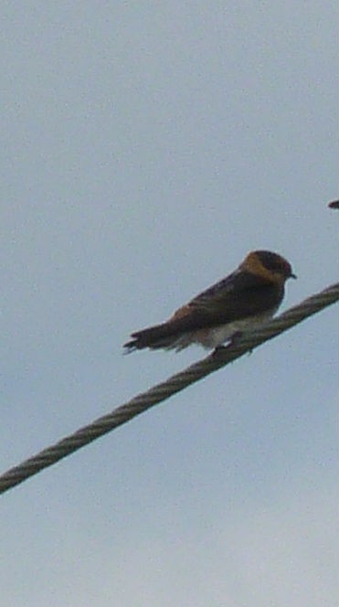 Cave Swallow - ML127051101