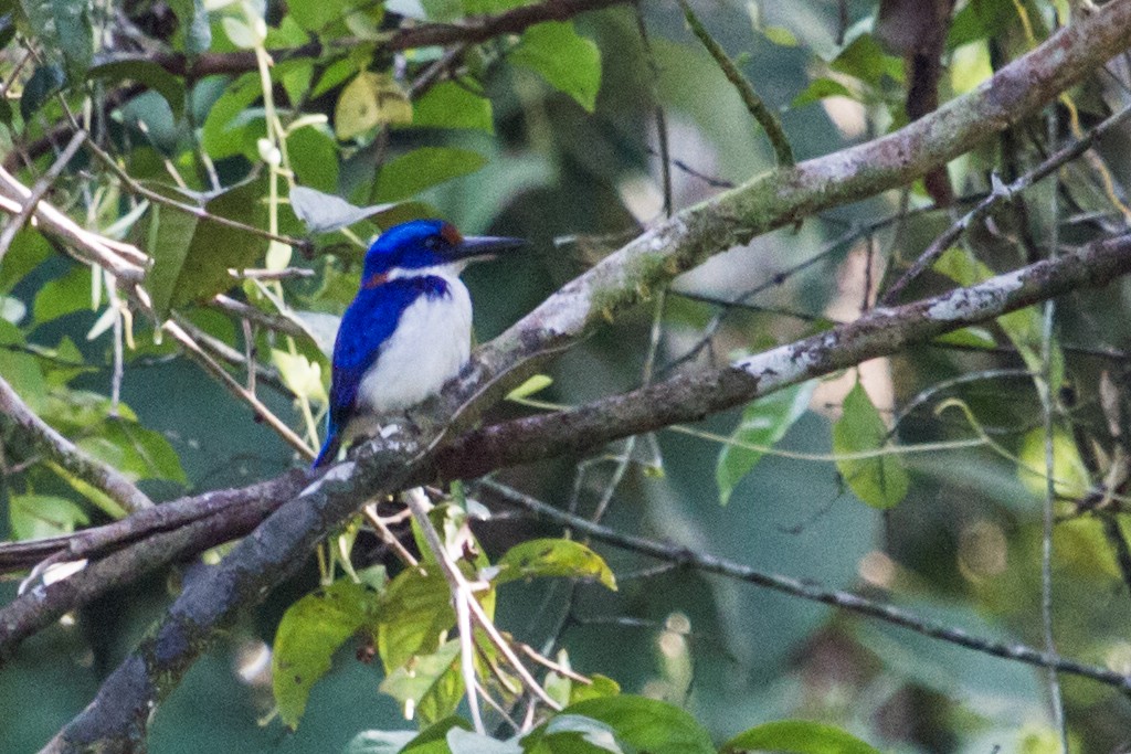 Rufous-lored Kingfisher - Nick Athanas