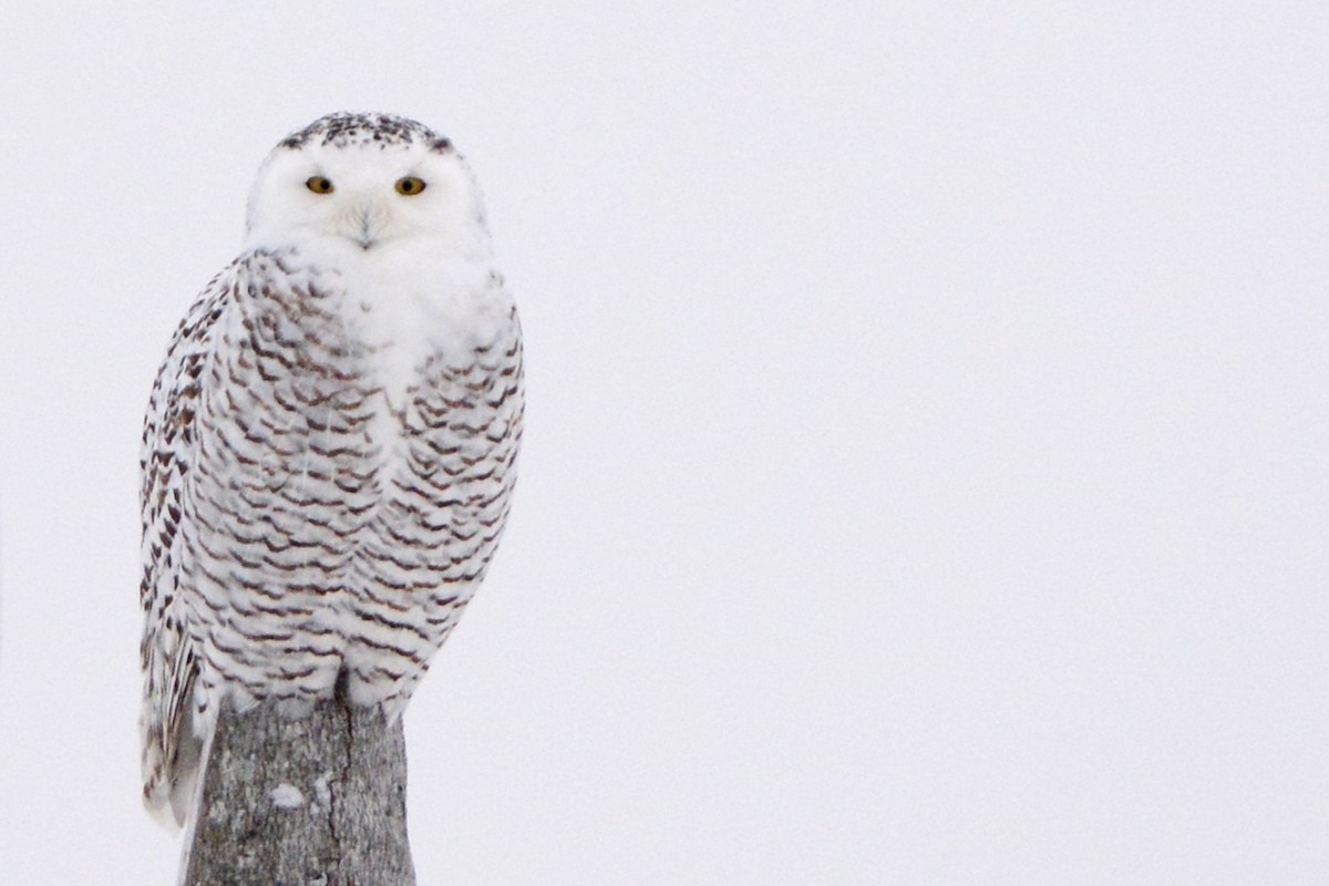 Snowy Owl - Marie O'Neill