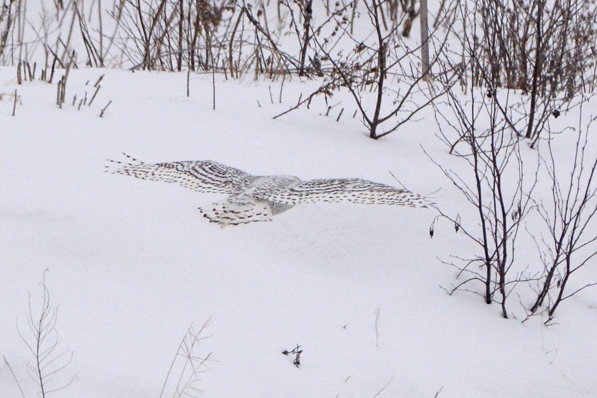 Snowy Owl - Marie O'Neill