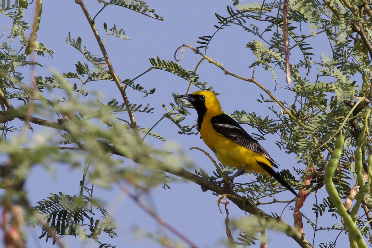 Hooded Oriole (nelsoni Group) - ML127053041