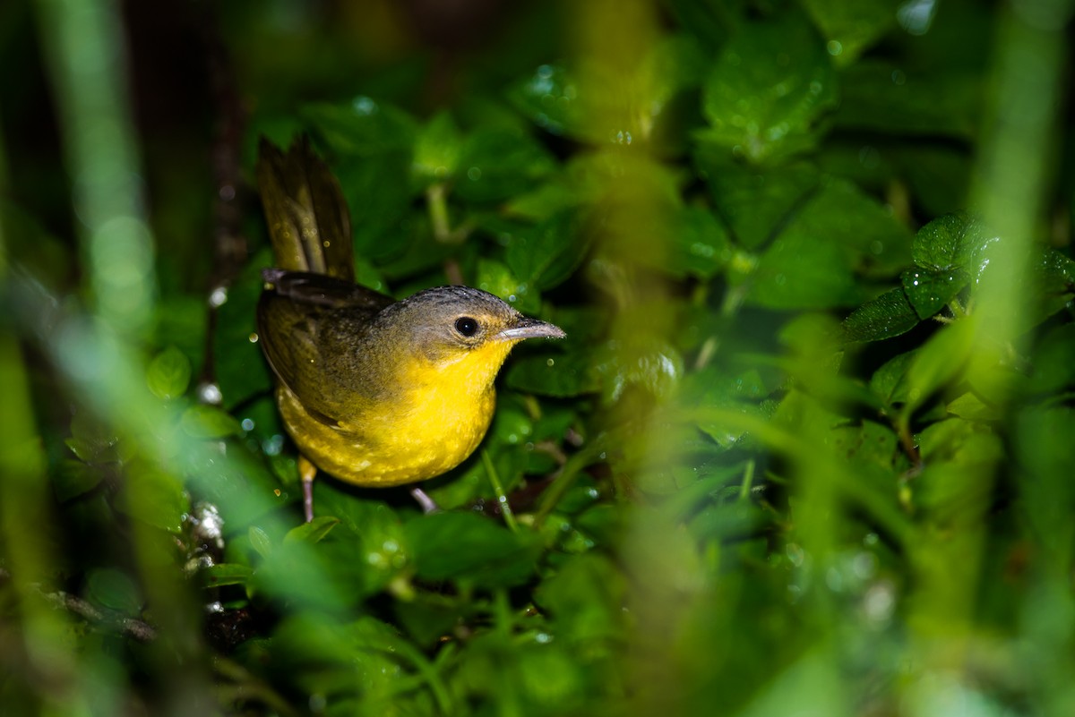 Paruline voilée - ML127054791