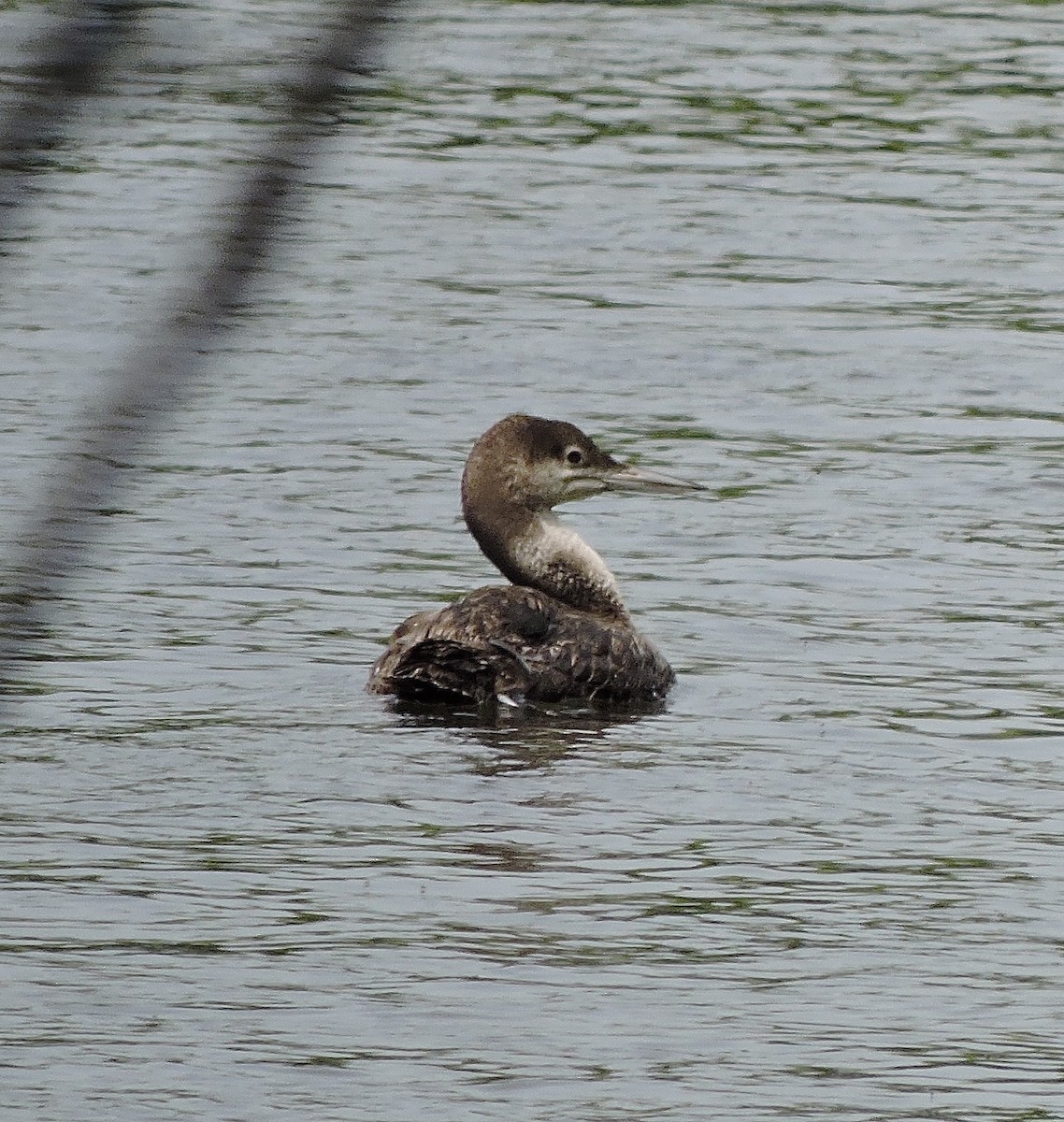 Common Loon - ML127054911