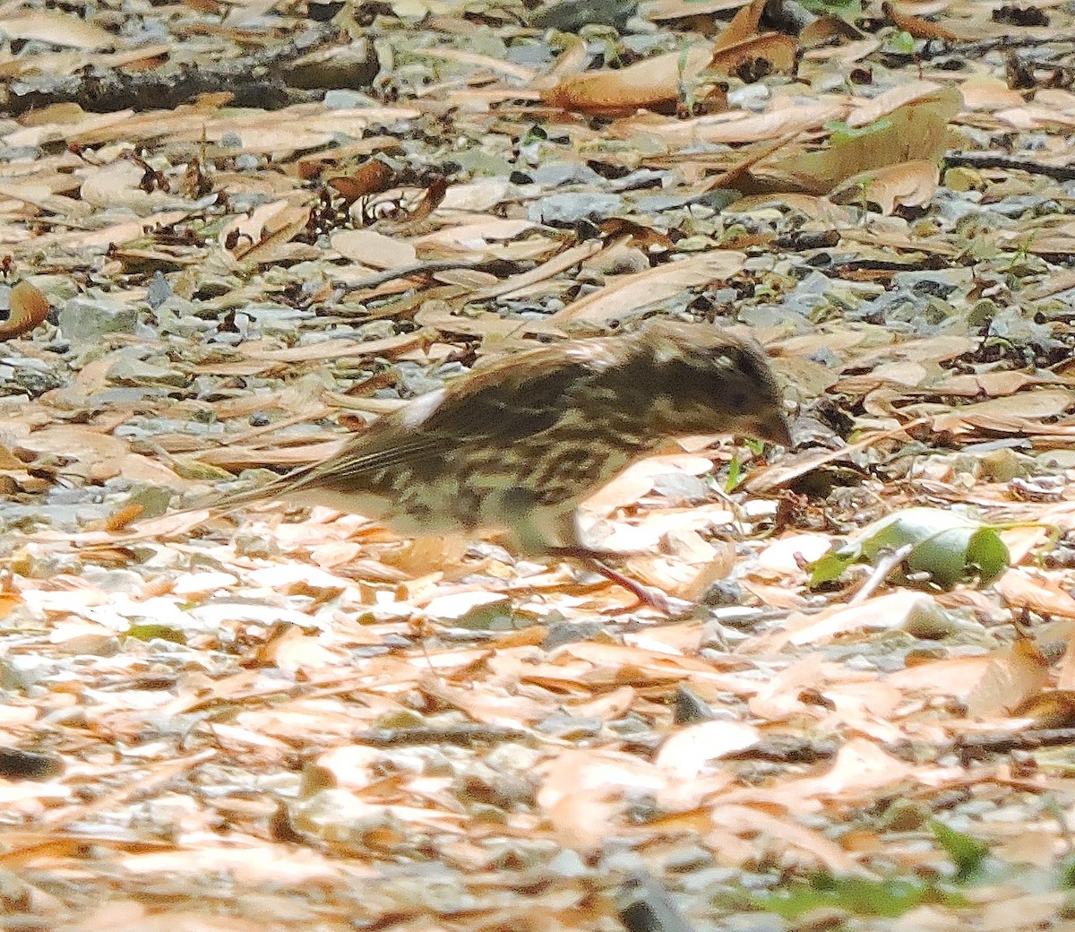 Purple Finch - ML127054931