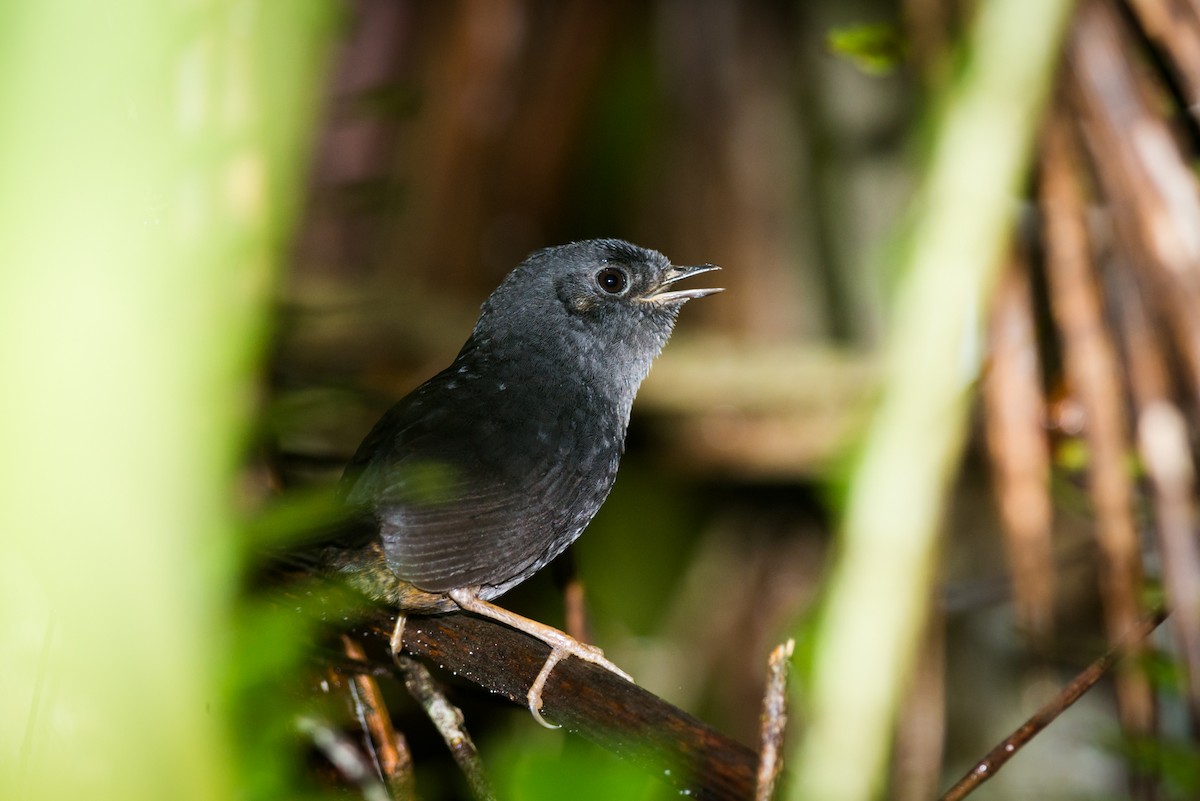 Mouse-colored Tapaculo - Claudia Brasileiro