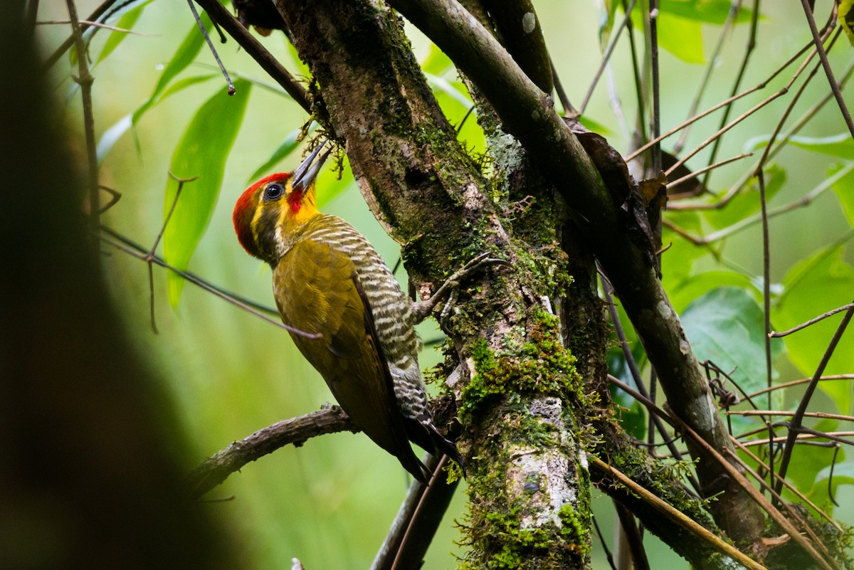 White-browed Woodpecker - Claudia Brasileiro