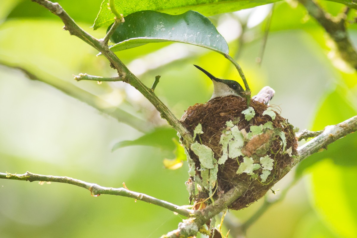 White-throated Hummingbird - Claudia Brasileiro