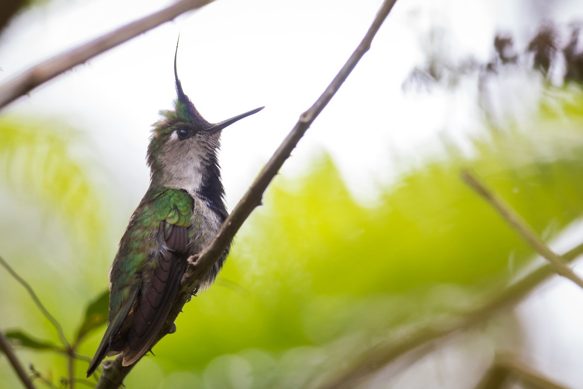 kolibřík paraguayský - ML127055971