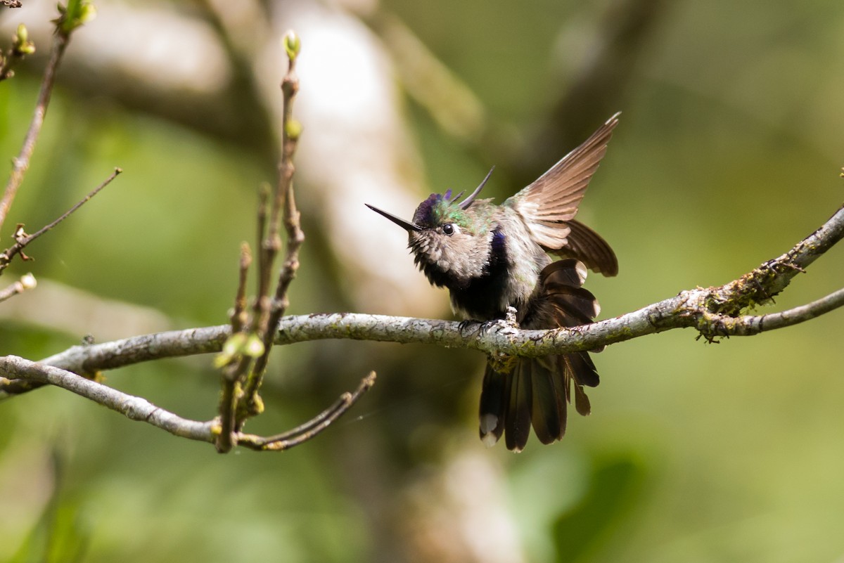 Colibri à huppe bleue - ML127056001