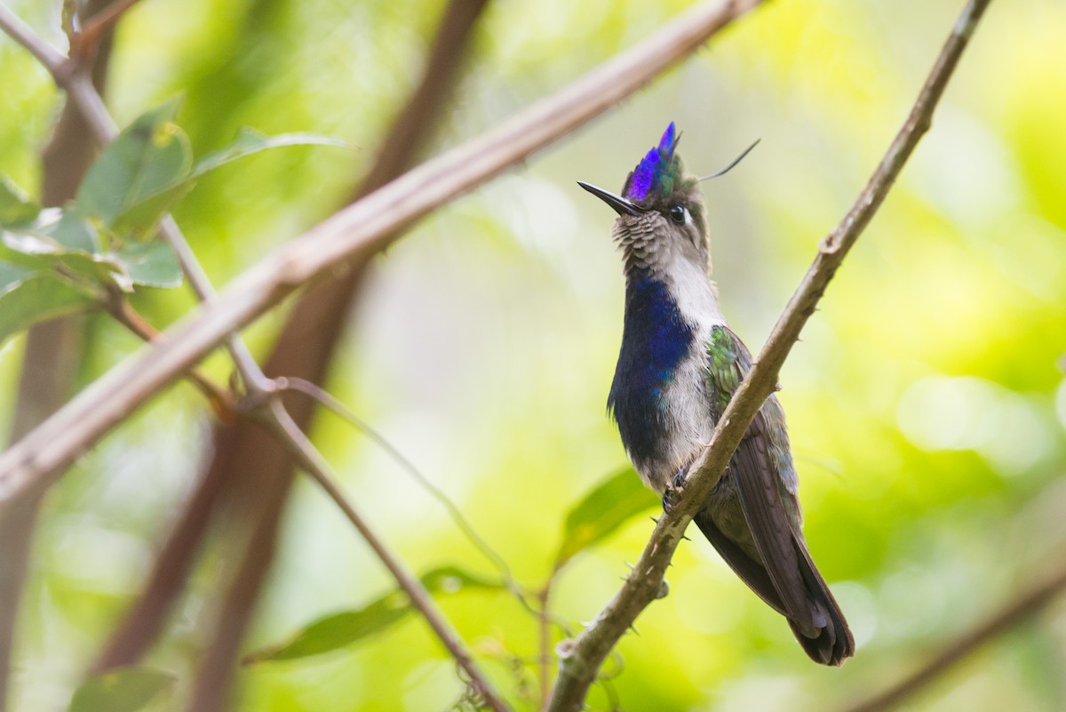 kolibřík paraguayský - ML127056011