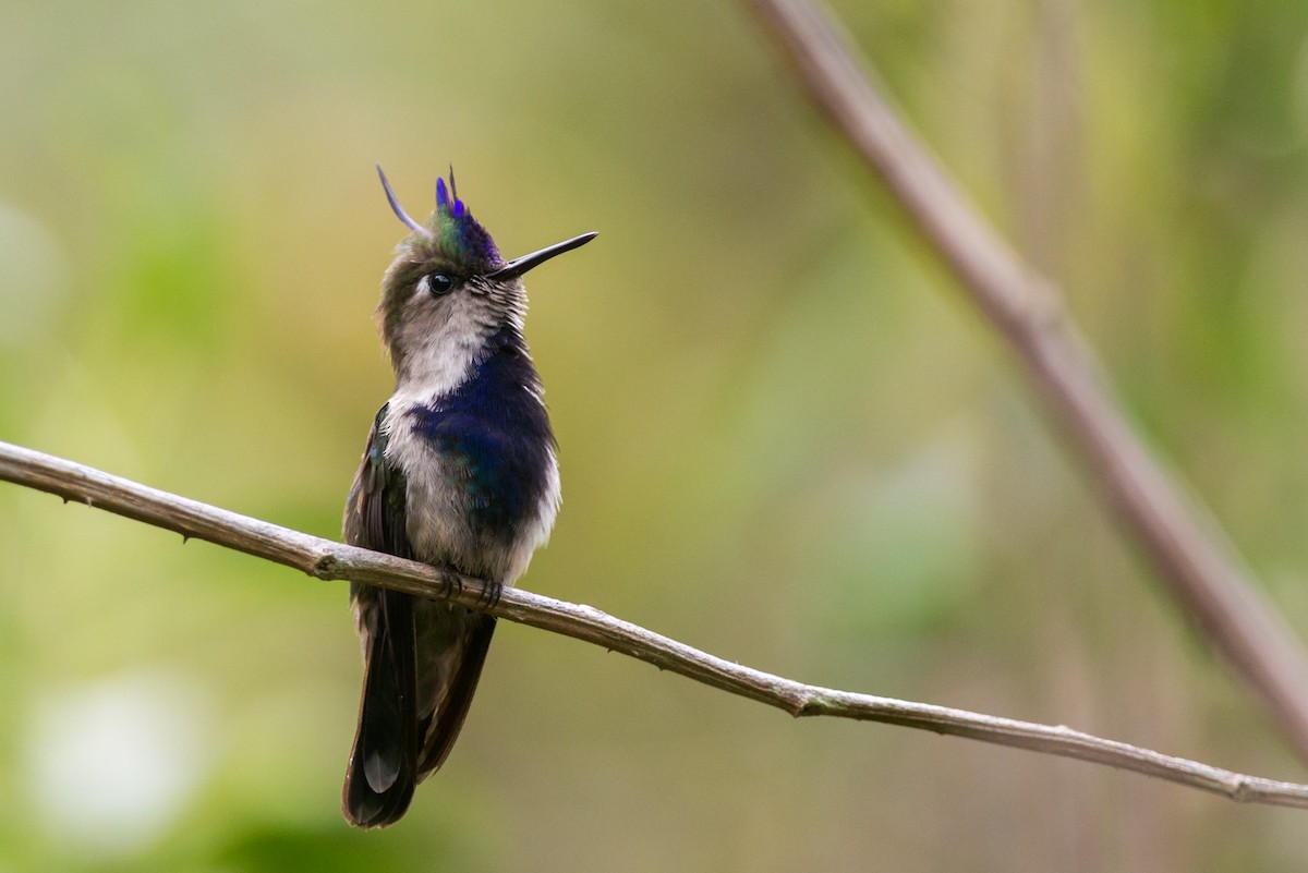 Purple-crowned Plovercrest - ML127056021