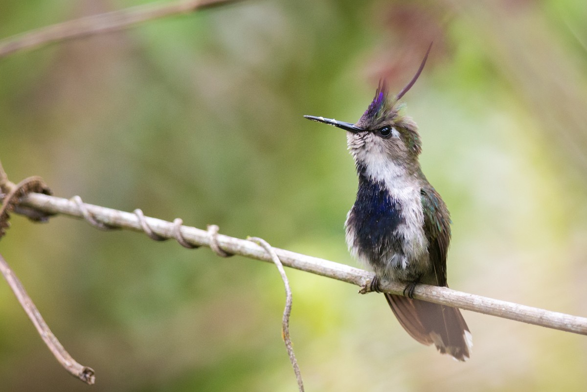 kolibřík paraguayský - ML127056031