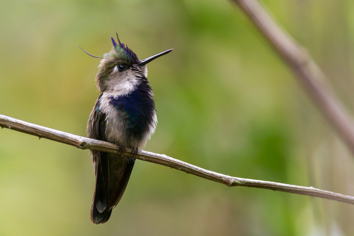 kolibřík paraguayský - ML127056041
