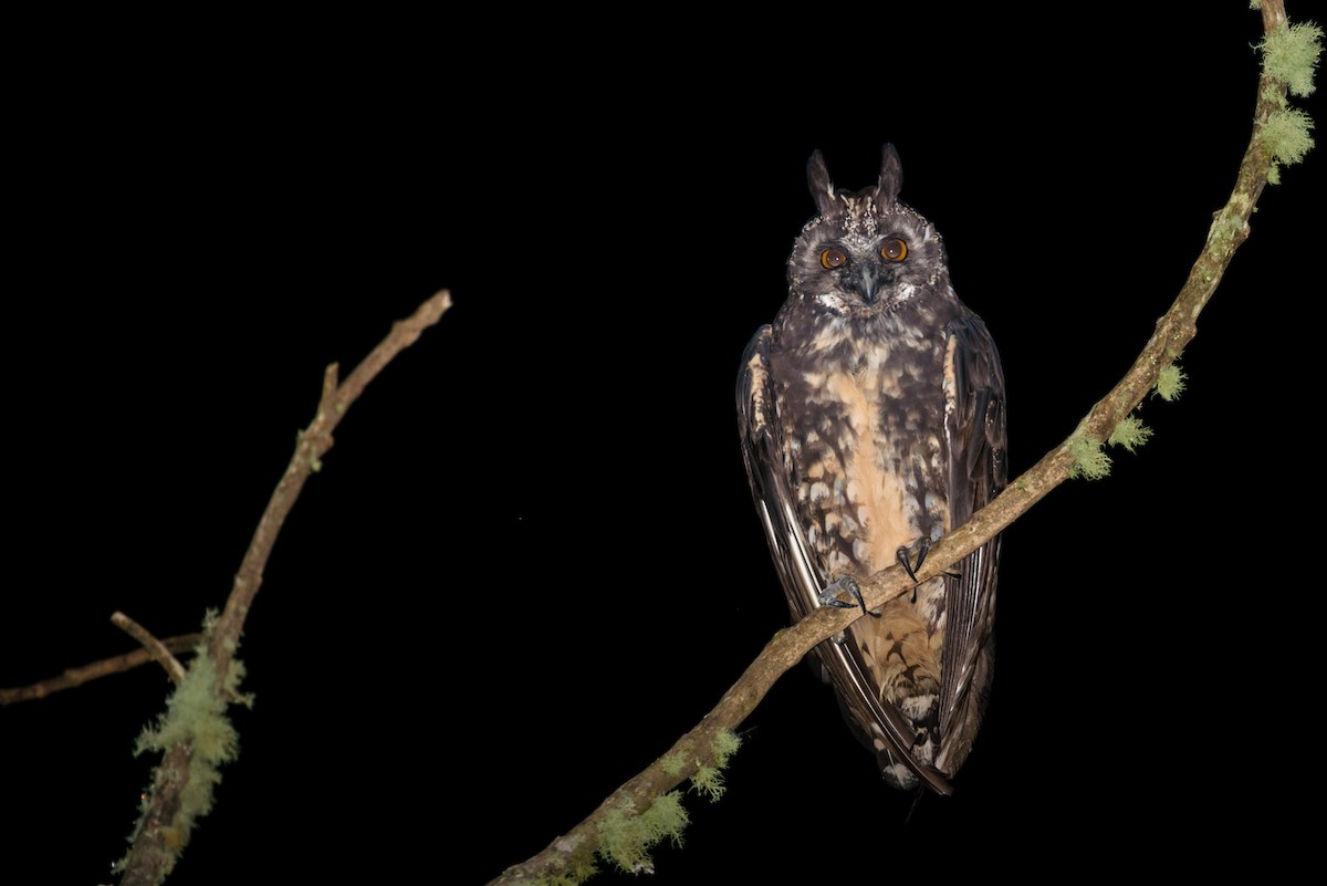 Stygian Owl - ML127056401