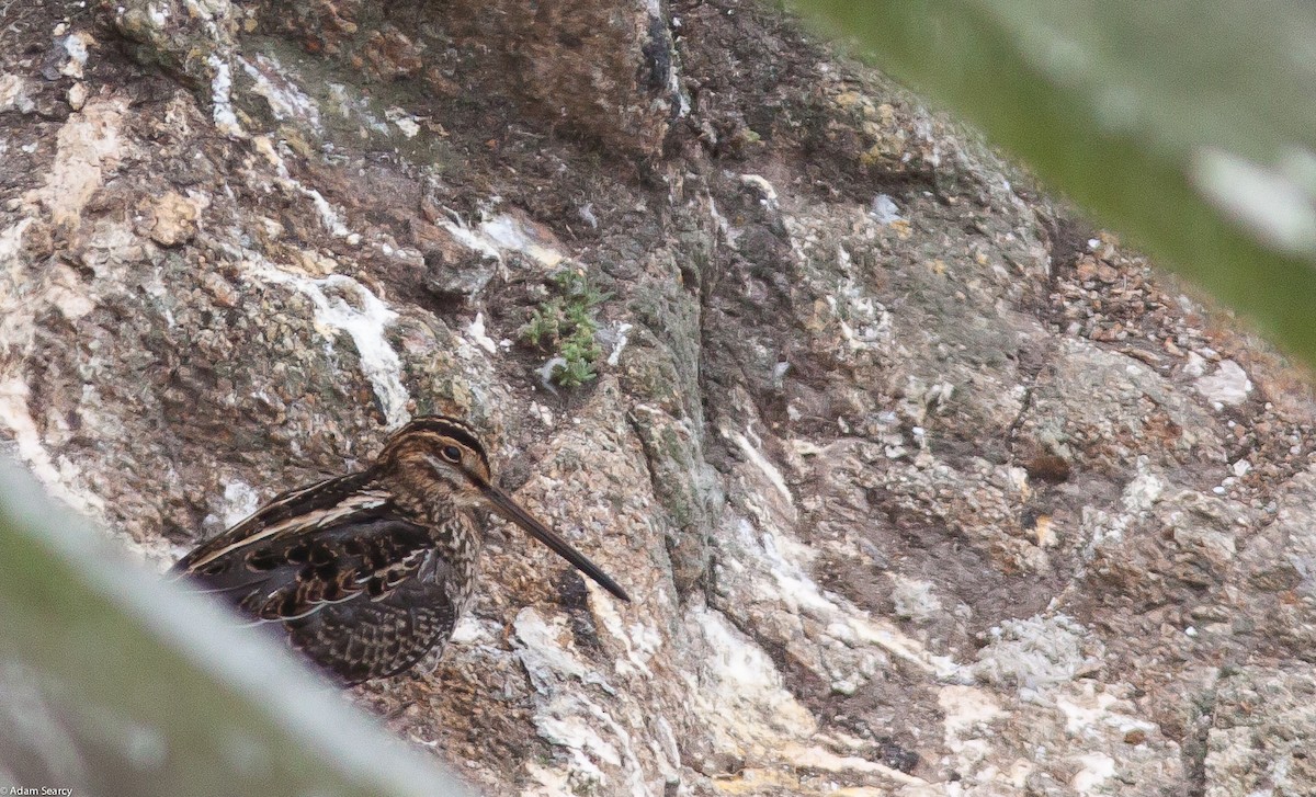 Wilson's Snipe - ML127060851