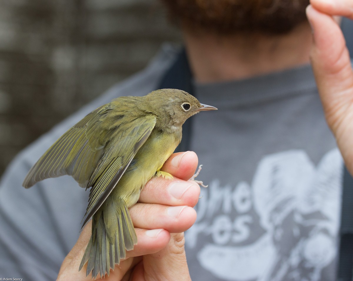 Connecticut Warbler - ML127061081