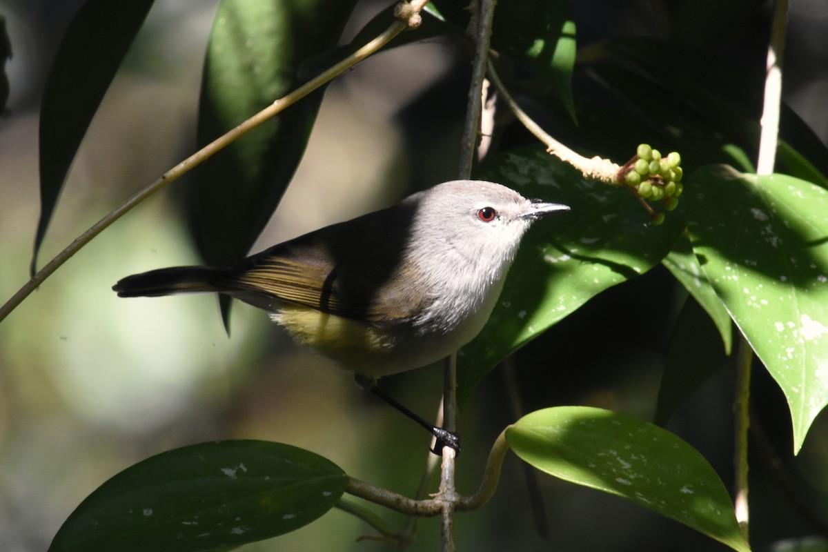 Fan-tailed Gerygone - Michael Fuhrer