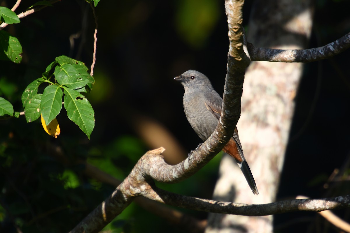 New Caledonian Cuckooshrike - Michael Fuhrer