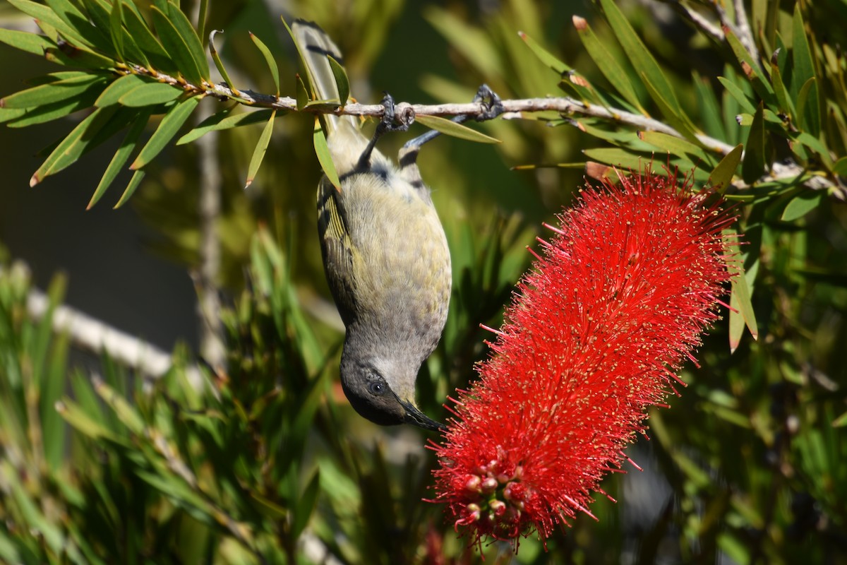 Dark-brown Honeyeater - Michael Fuhrer