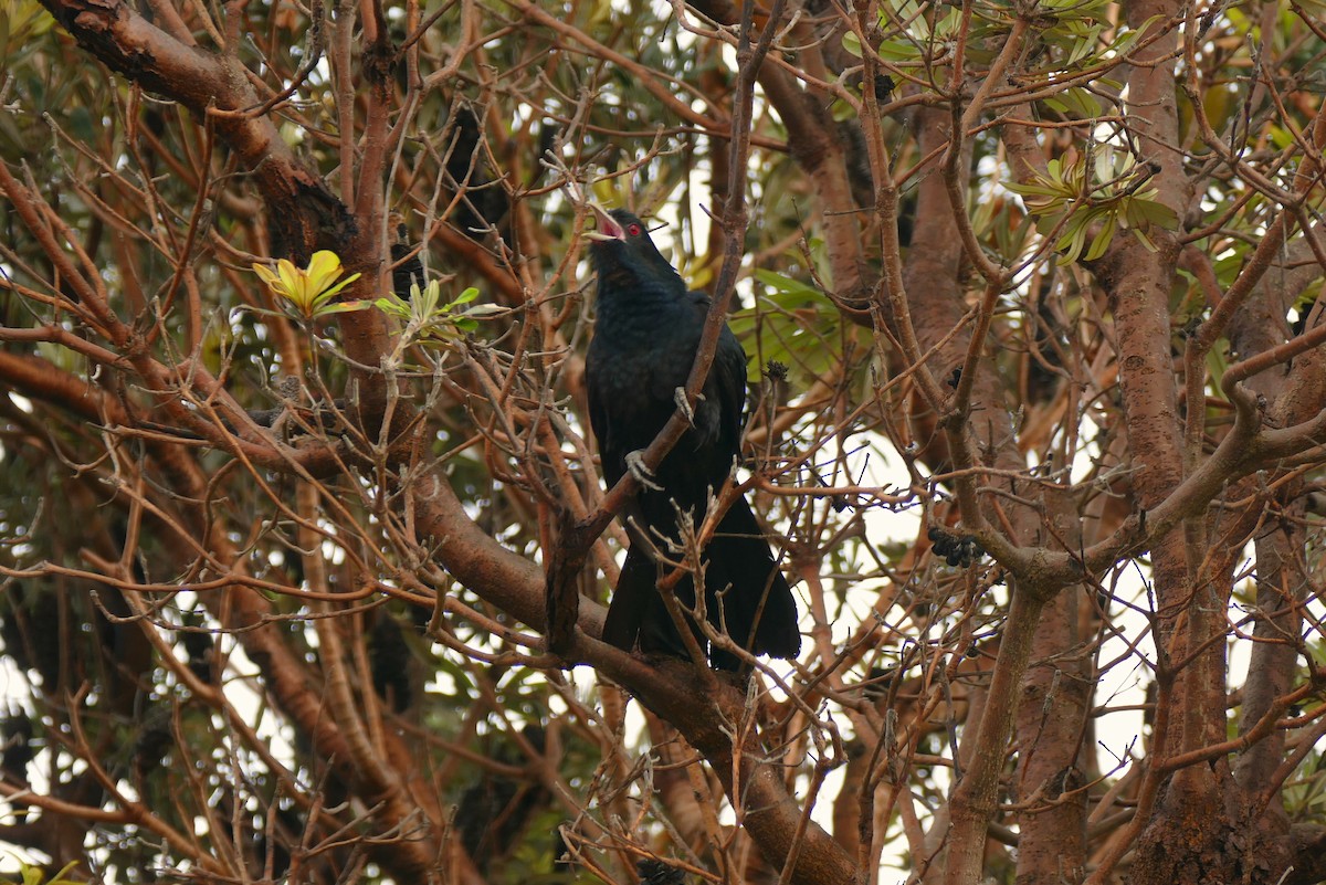 Pacific Koel - Michael Fuhrer