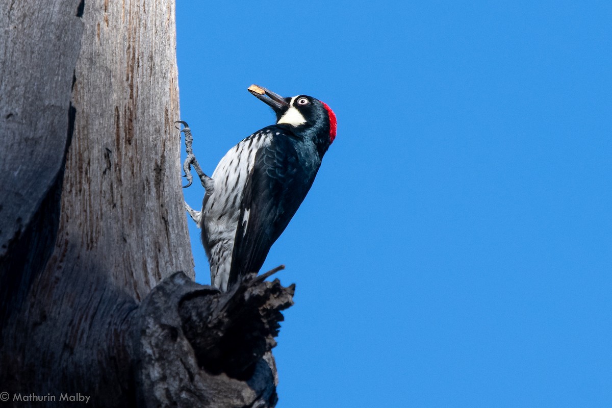 Acorn Woodpecker - Mathurin Malby